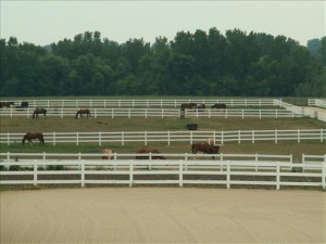 Daily Pasture Turnout